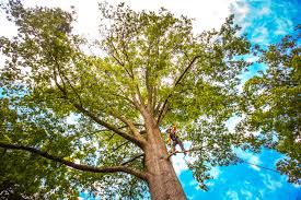 How Our Tree Care Process Works  in  Traer, IA